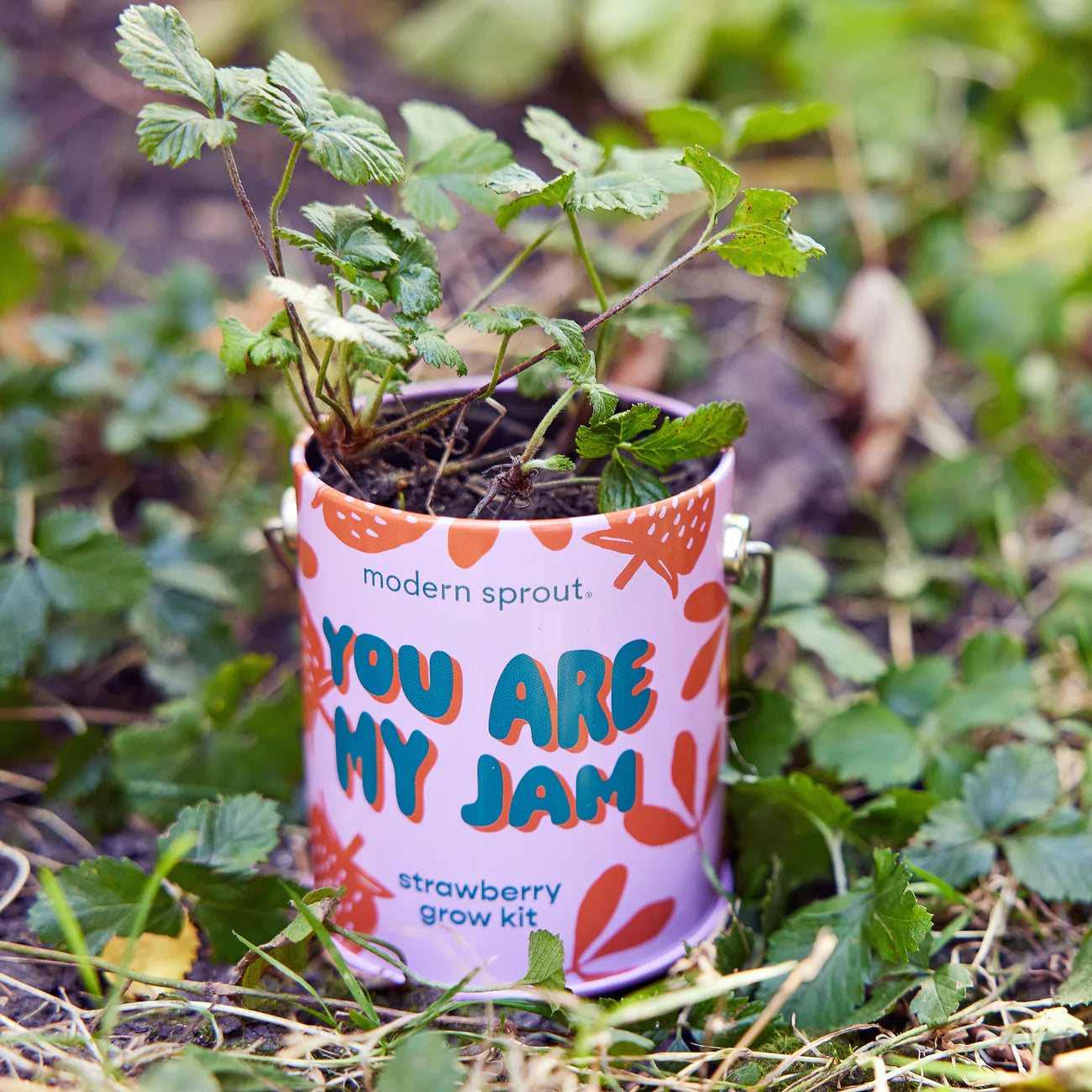 Complimentary Color Grow Kit - Strawberry