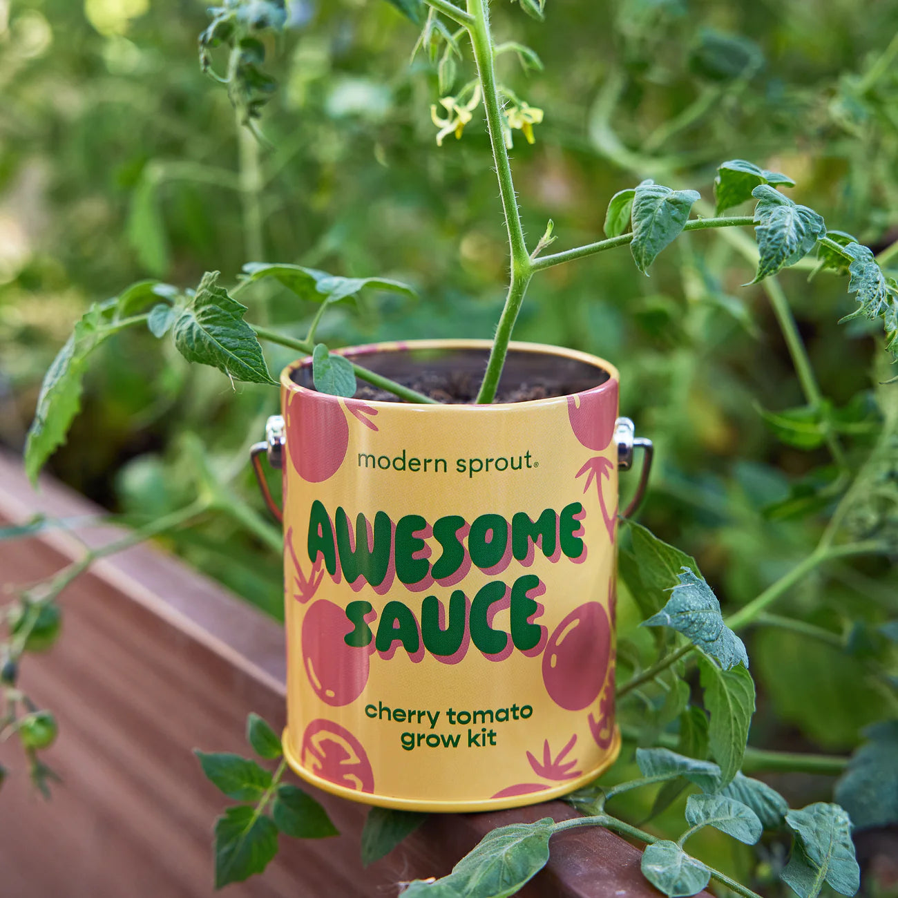 Complimentary Color Grow Kit - Cherry Tomato