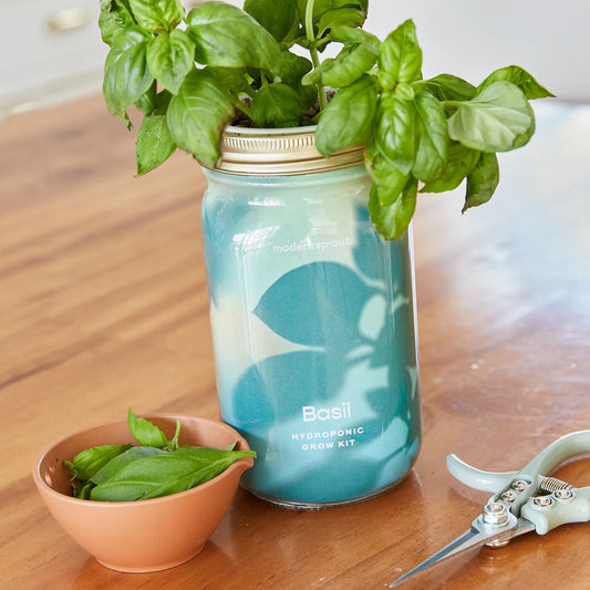 Garden Jar - Basil