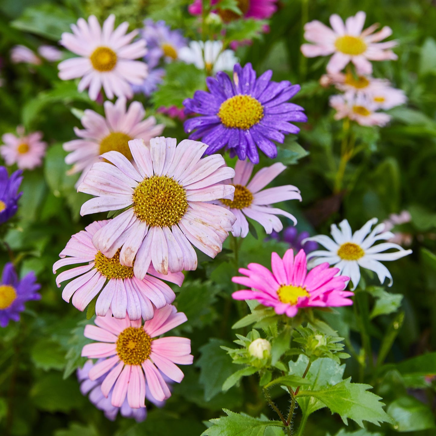 Flower Seed Pop - Humble Bee