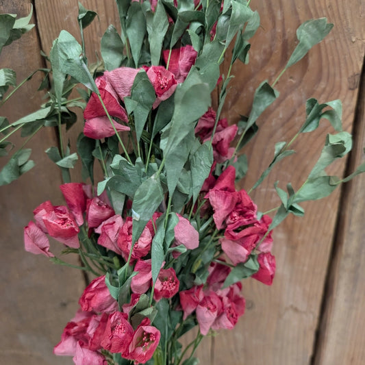 Wild Rush Bush - Beauty